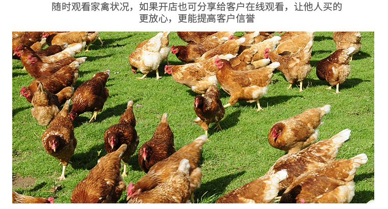 農(nóng)場或是養(yǎng)植行業(yè)直播硬件設(shè)備聯(lián)系我們購買(圖2)