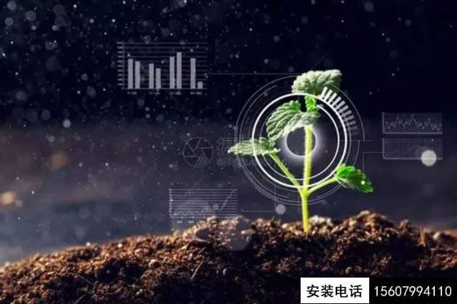 被攝像頭“監(jiān)控”的番茄一生（數(shù)字農(nóng)業(yè)在線直播）(圖2)